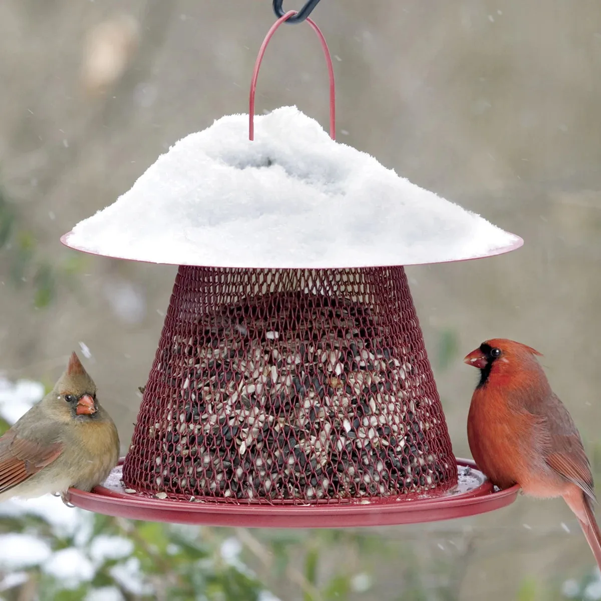 Cardinal No/No Feeder