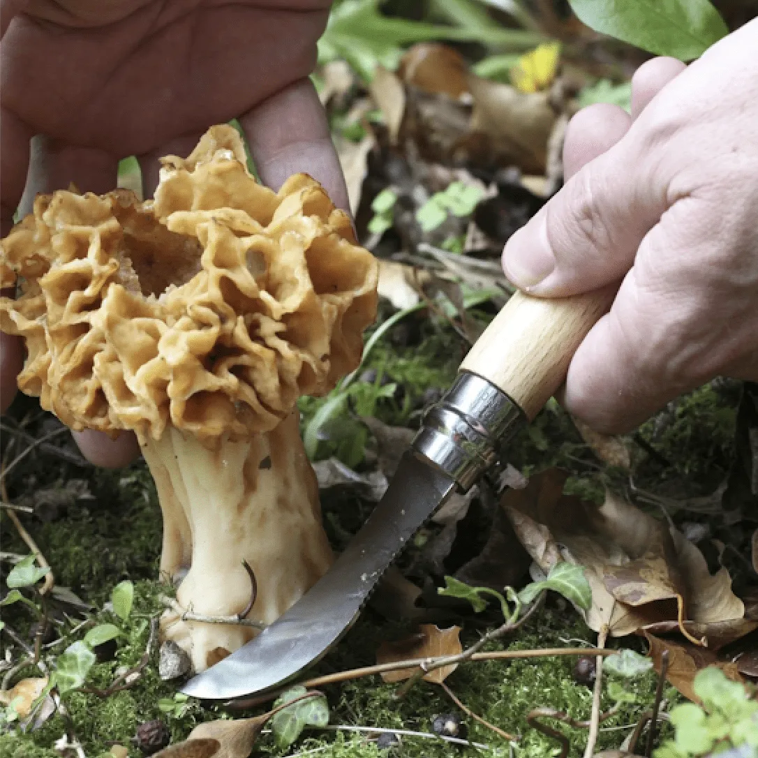 Opinel No. 8 Mushroom Foraging & Harvesting Knife